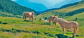 Hafling und Meran 2000 bieten besonders schöne Wanderwege Hafling und Meran 2000 bieten besonders schöne Wanderwege